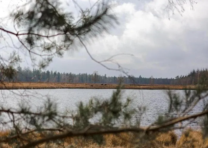 In Near Leenderbos Forest * Ленде